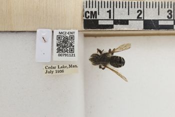 Media type: image;   Entomology 791121 Aspect: Labels